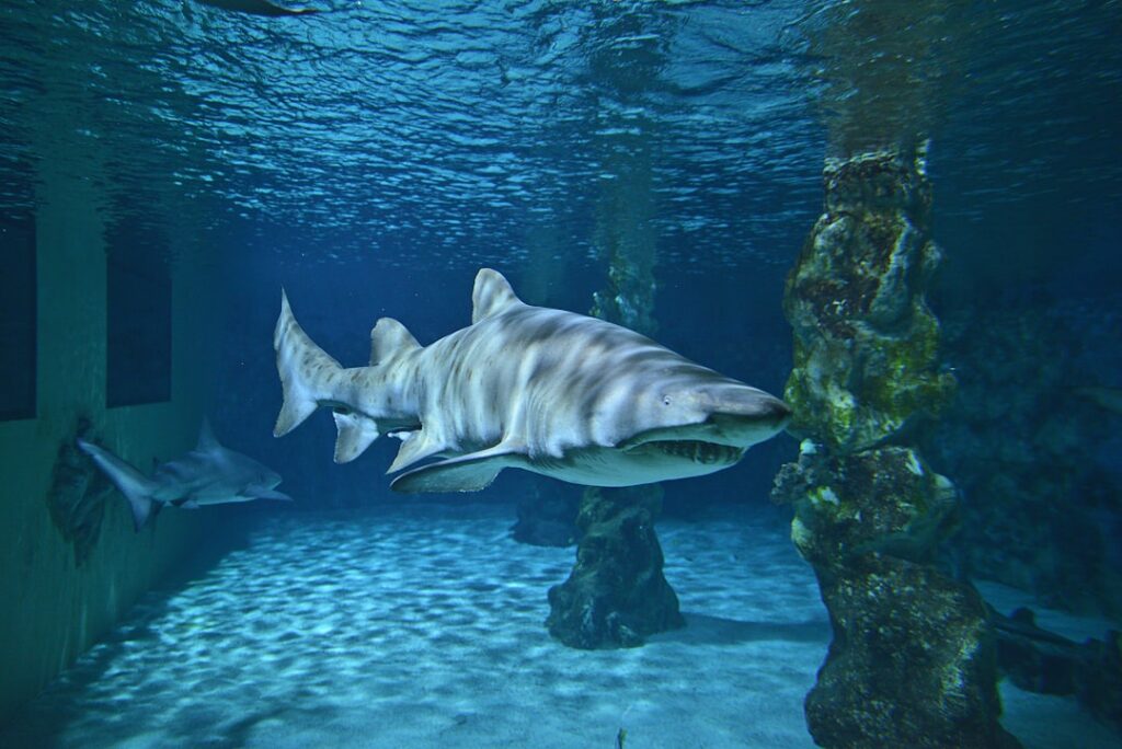 Photo Underwater predator